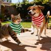 image:imageSWOMOG Matching Family Pajamas Sets Christmas Couple PJs Holiday Onesise Nightwear Household Sleepwear Sets with Pet bibsGreen Stripe